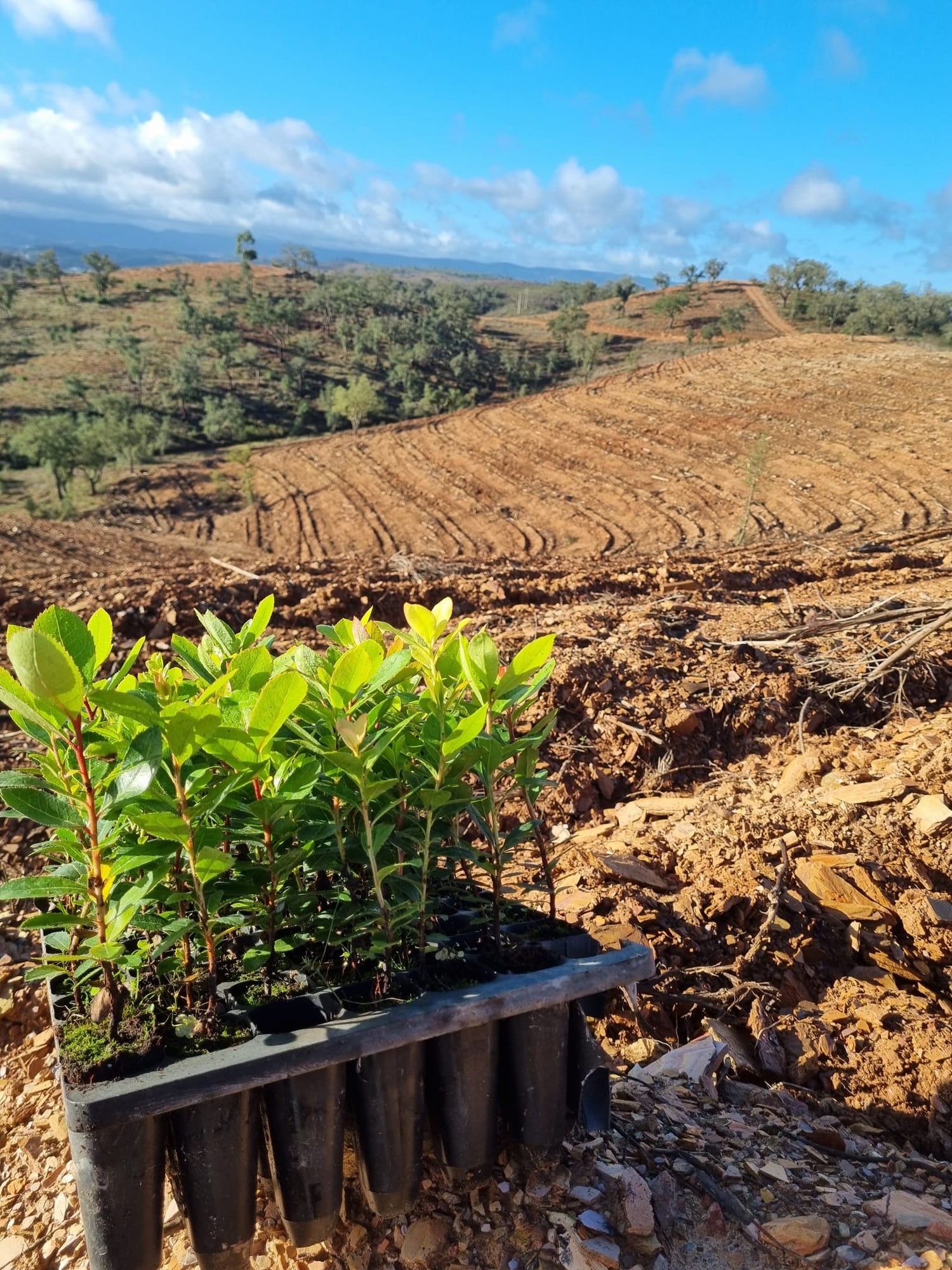 Caixa plantas Medronheiros preta cheira de plantas verdes. em pano de fundo terreno de plantação preparado e pronto a plantar