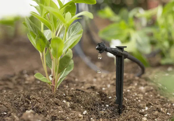 pequeno arbusto com sistema de rega por aspersão