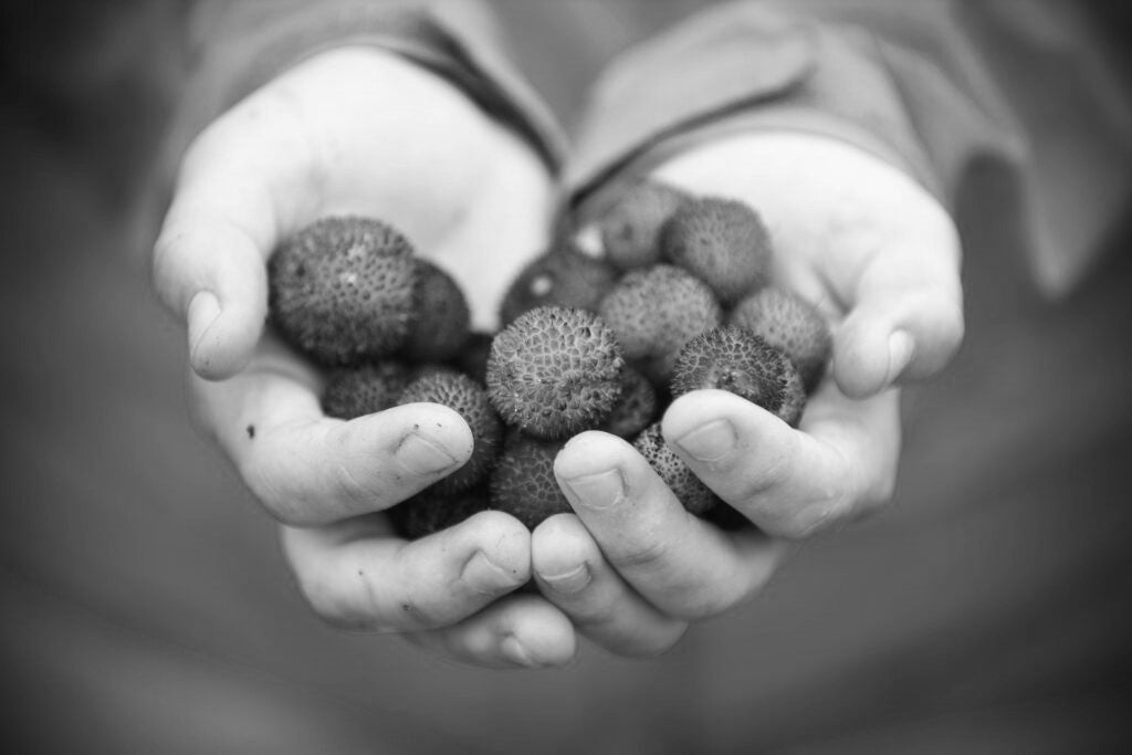 2 maos em forma de concha cheias de de fruto medronho. Especialistas e consultores para fazer aguardente de medronho de elevada qualidade