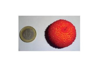 comparação de moeda de 1 euro com 1 medronho maior que a moeda