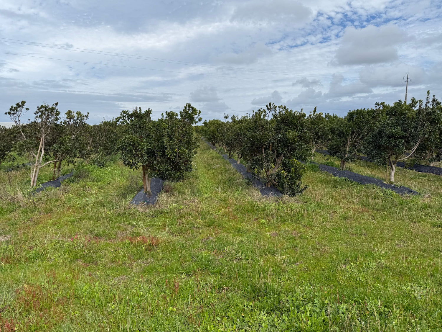 Consultoria para pomares de medronho irrigados: veja um exemplo de um pomar com 3 anos com regadio