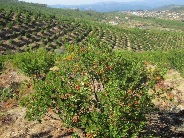 pomar de medronheiros com muitas arvores organizadas em linha
