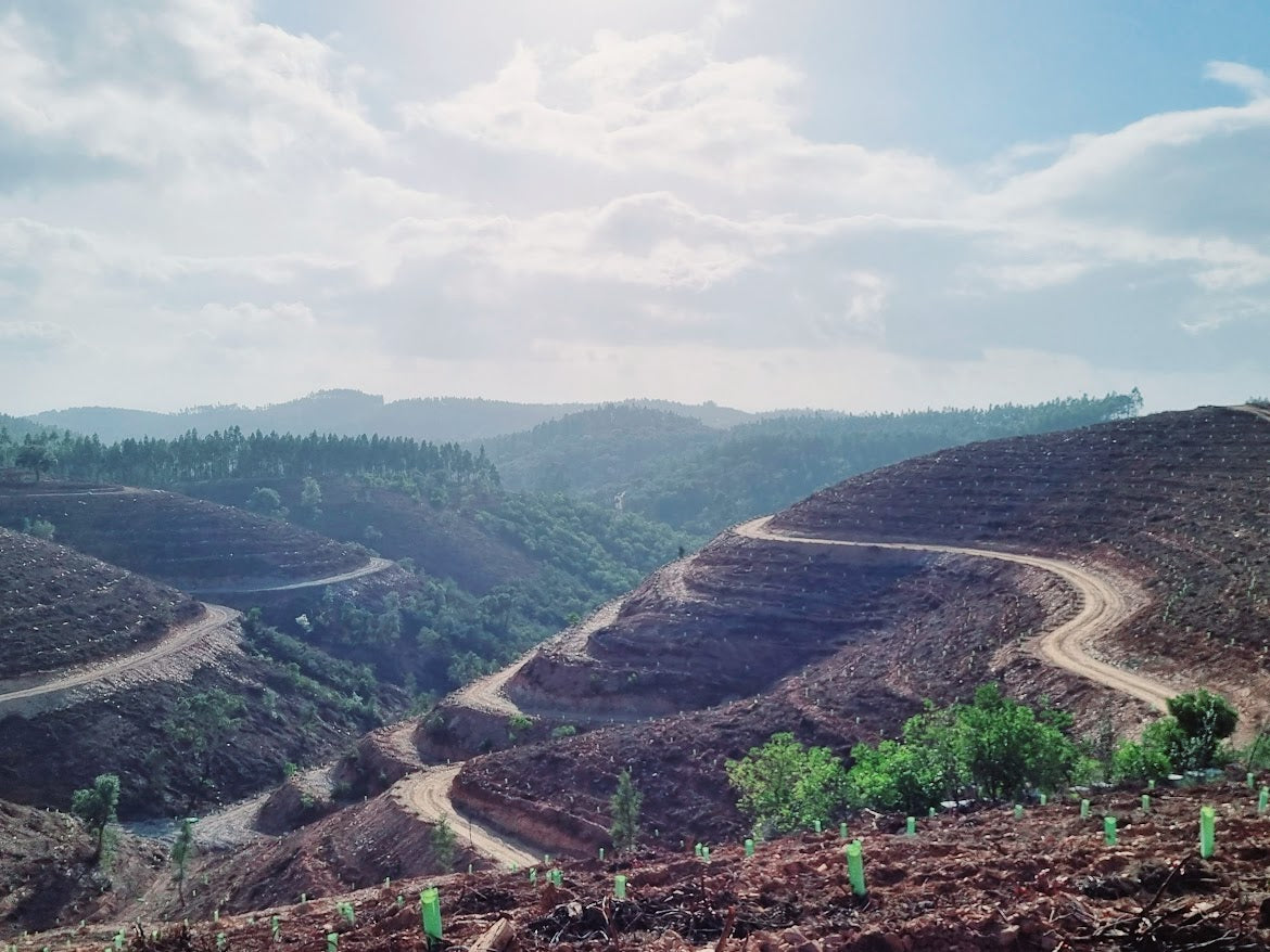 Foto pomar de medronheirso instalado recenetemente. visivel preparaçao de terreno, e tubos microprefurados. Declives acentuados. Retirada foto de pomar de medronheiros inslada com consultoria Clara Medronho. com acesso a fundos comunitários