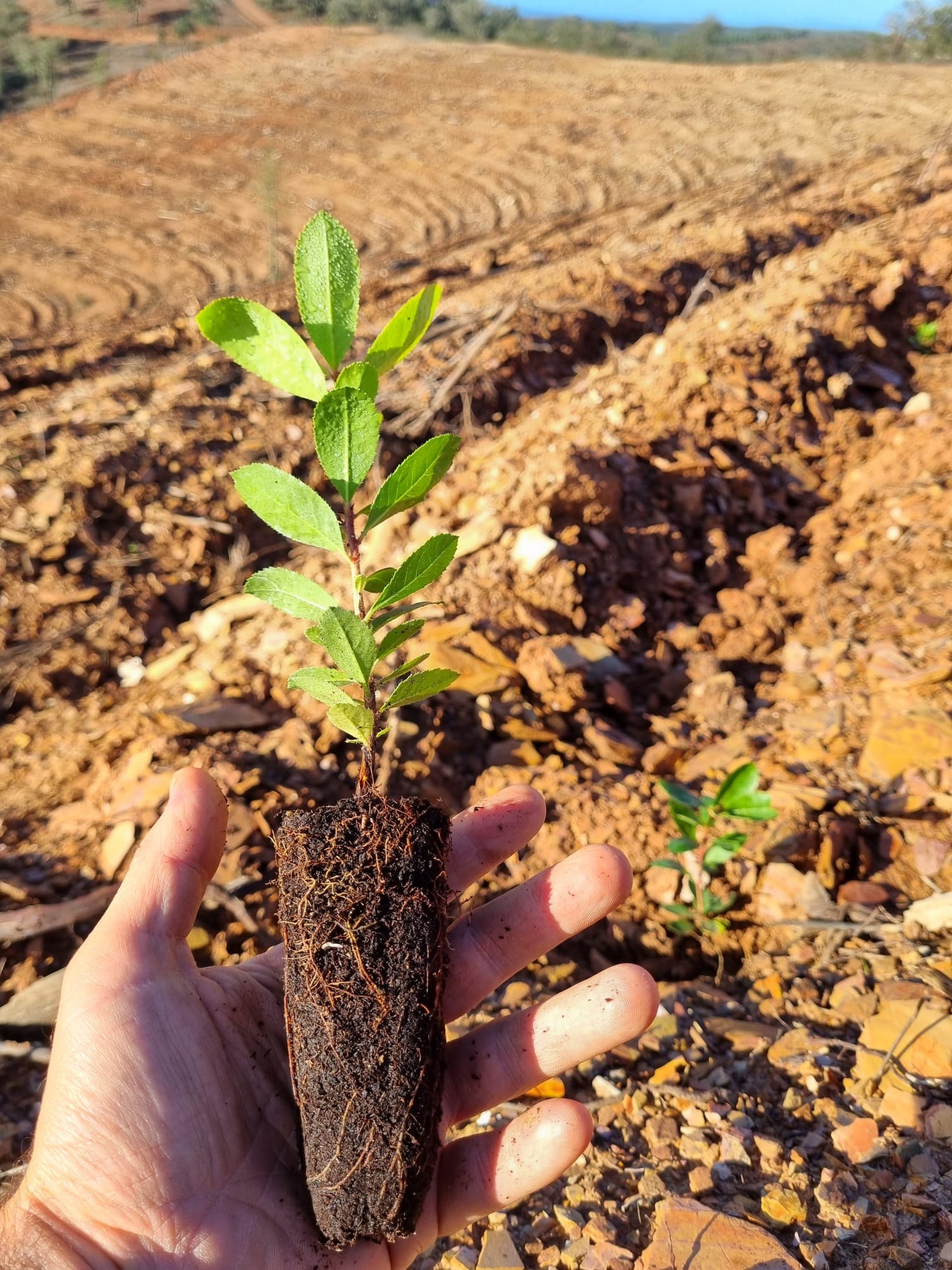 planta medronheiro na mao com um terreno pronto a plantar como pano de fundo