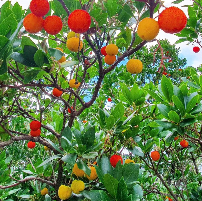 arvore medronheiro com frutos vermelhos, amarelos e verdese com varios ramos e folhas