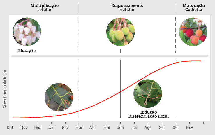 ciclo fenológico do medronheiro e seu fruto