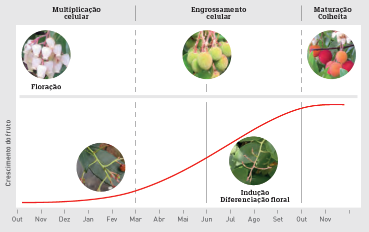 Medronheiro: Árvore, Fruto, Plantação, Subsídios e Rentabilidade ...