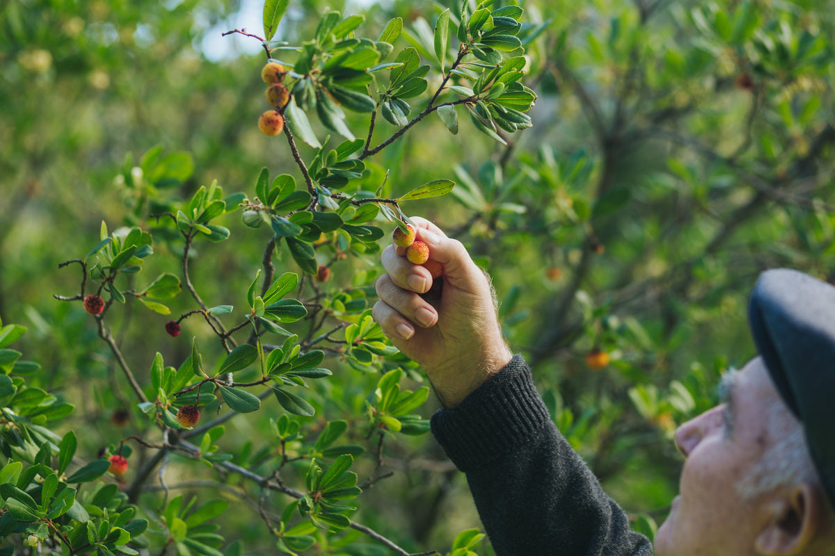 homem branco velho a apanhar um fruto medronho da arvore medronheiro. viivel as cores dos frutos maduros e o verde da rama da arvore