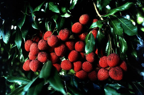 cacho de do fruto lichia muito vermelhas e com folhas verdes