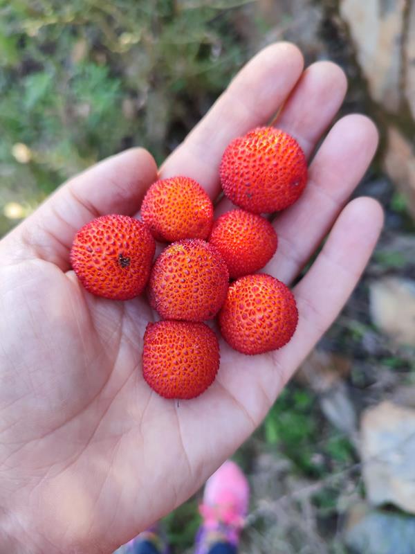 palma da mao branca com 7 medronhos vermelhos e maduros 