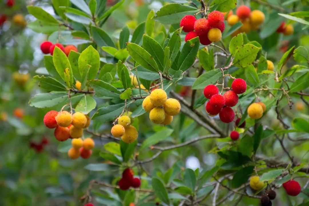 arvore medronheiro com frutos vermelhos, amarelos e verdese com varios ramos e folhas