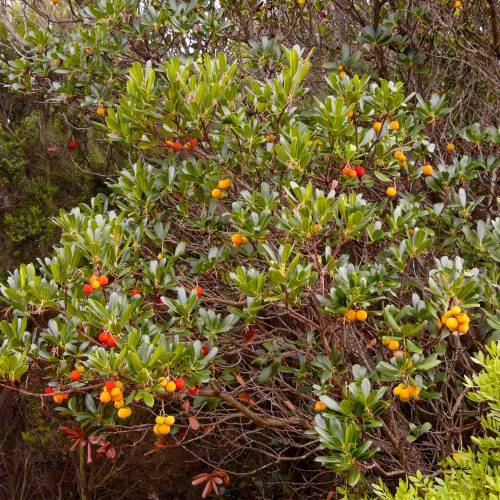 Information About Medronheiro Fruit Plant Tree Potential information-about-medronheiro-fruit-plant-tree-potential