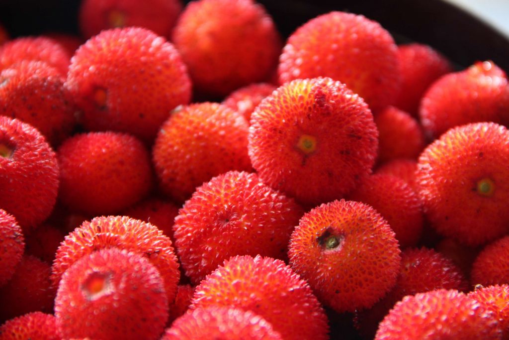 conjunto de muitos frutos medronhos vermelhos apanhados e num recipiente