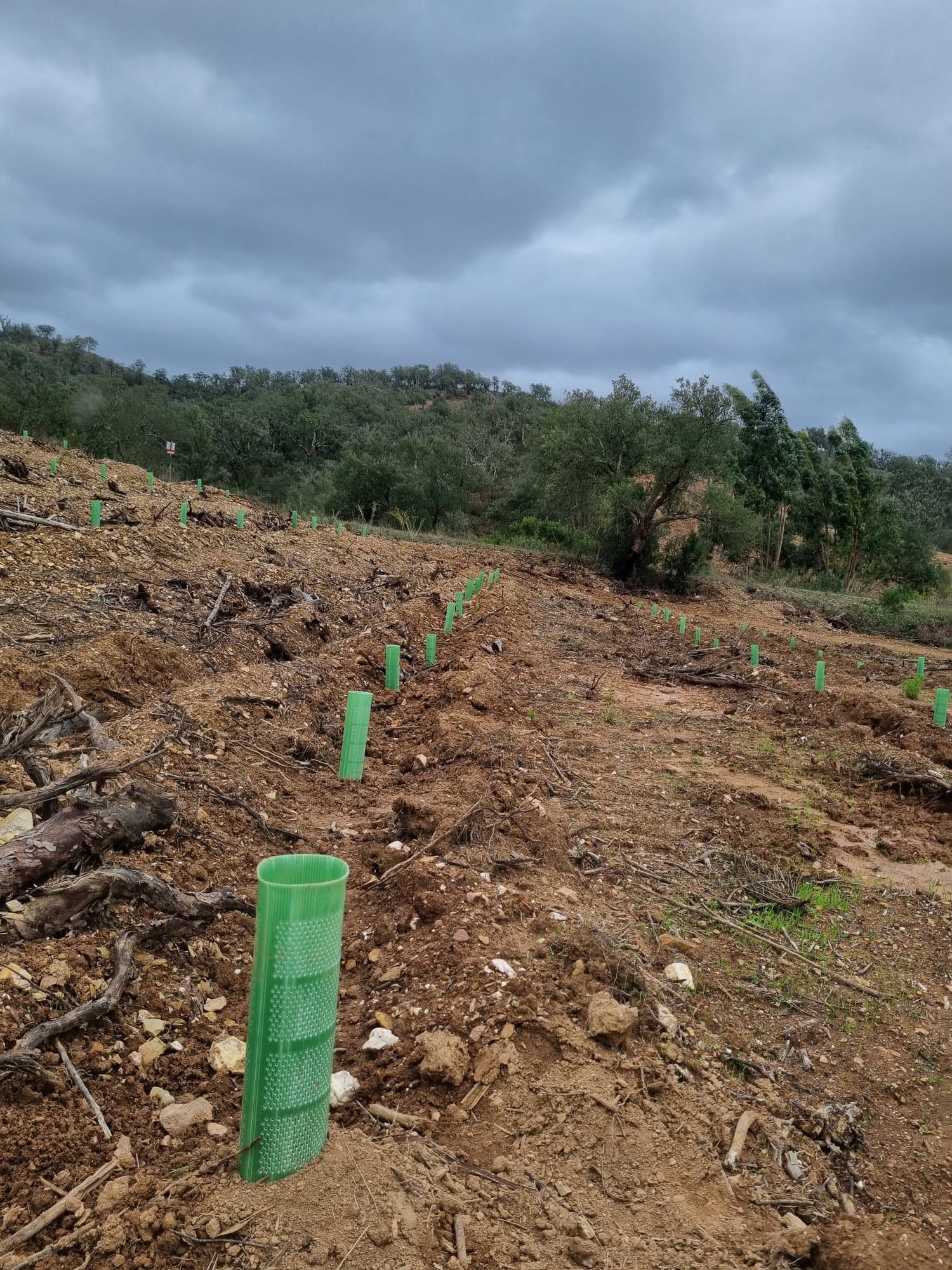 terreno com plantação de medronheiros onde se veem os tubos protectores microprefurados verdes. 