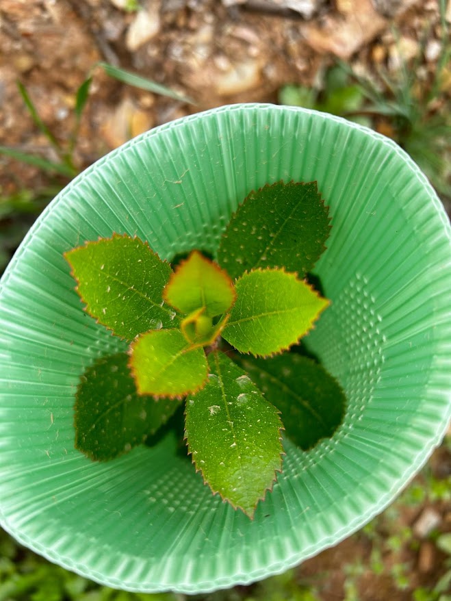 visao de topo de uma planta medronheiro dentro de um tubo microprotector microprefurado