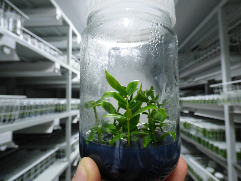 plantas micropropagadas em laboratoria dento de frasco de vidro