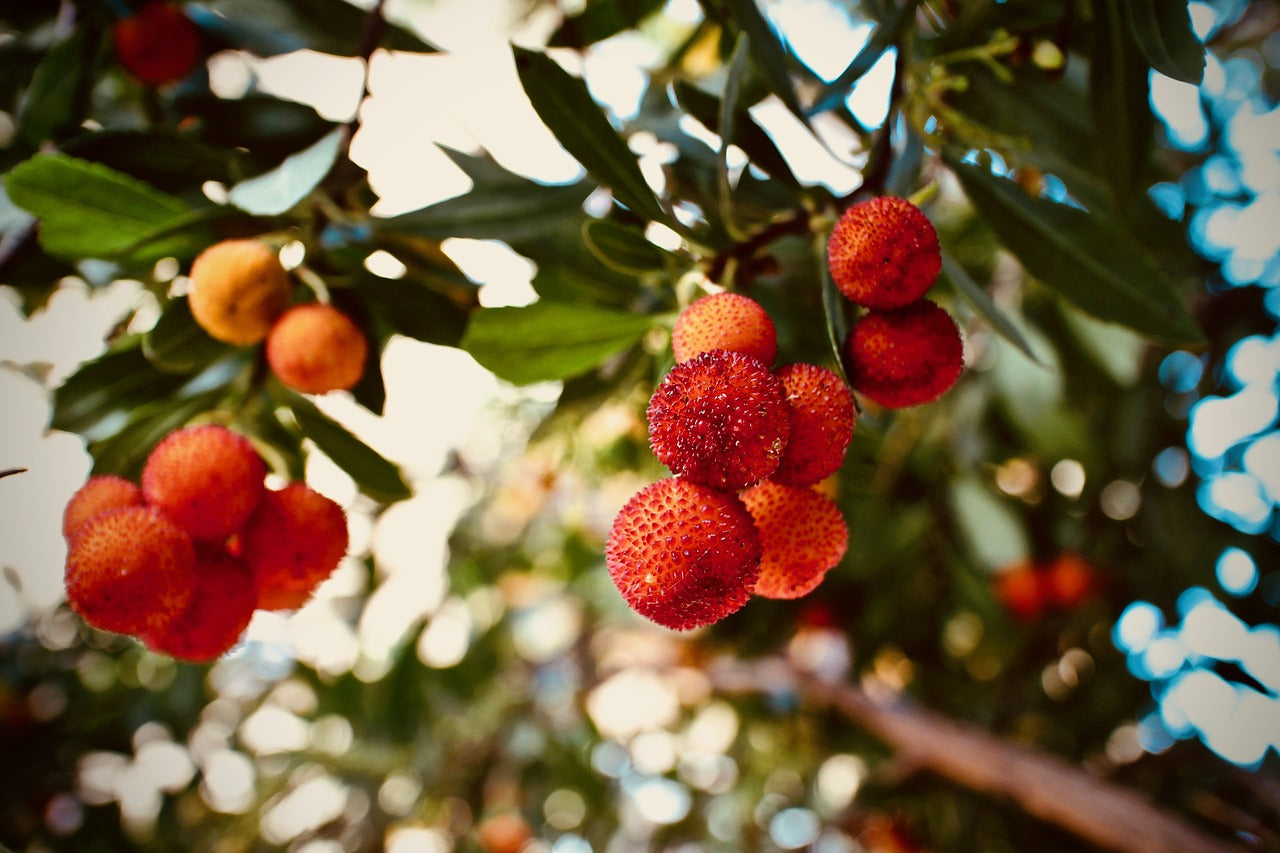 cacho de frutos medronhos vermelhos com algumas folhas da arvore medronheiro